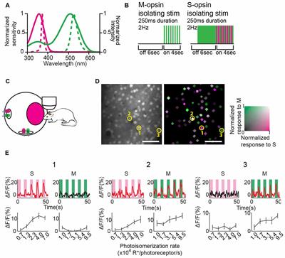 Color Representation Is Retinotopically Biased but Locally Intermingled in Mouse V1